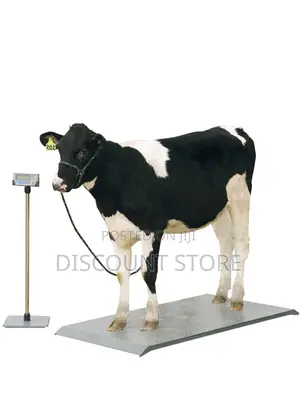 Cattle Weigh Scales.
