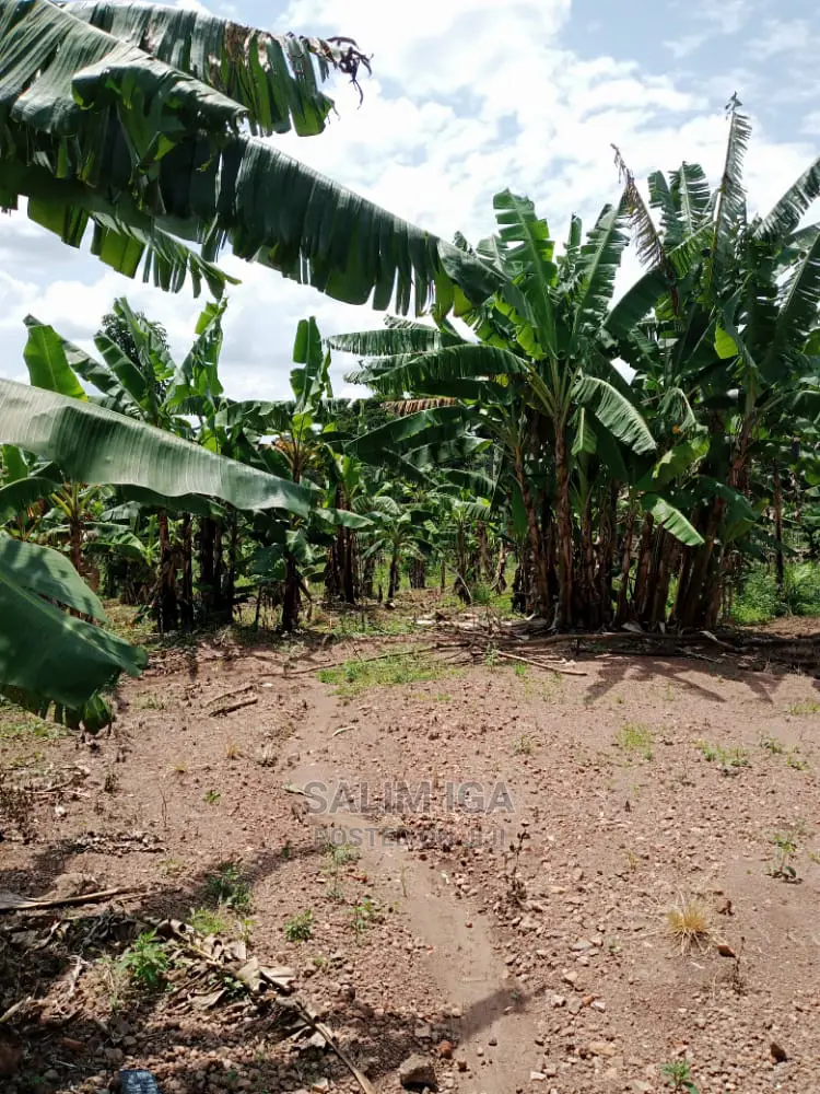 6bdrm Bungalow in Kololo Property, Luwero / Luwero for Sale