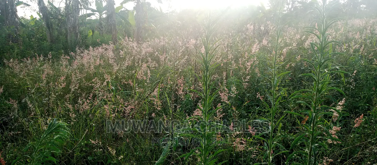 Plot Is for Sale in Bugema