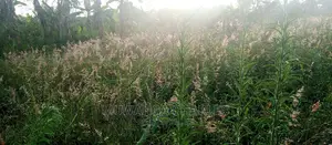 Plot Is for Sale in Bugema