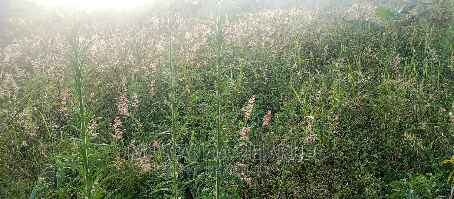 Plot Is for Sale in Bugema