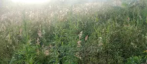 Plot Is for Sale in Bugema