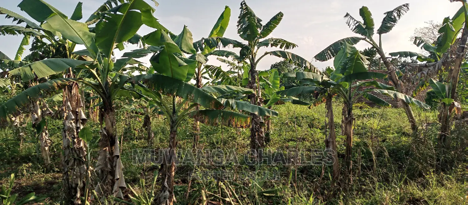 Land on Sale in Bugema