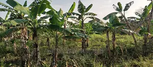 Land on Sale in Bugema