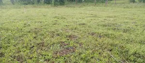 Plots Is for Sale in Busika