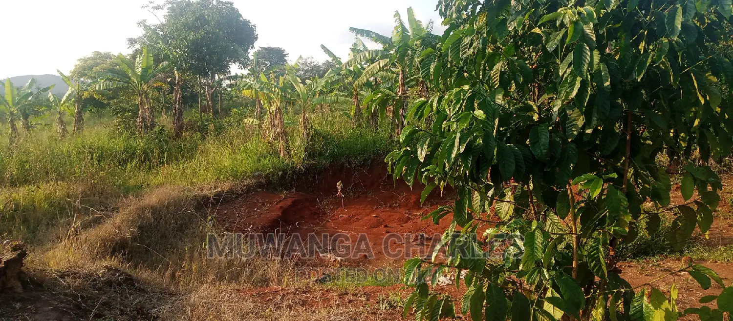 Plots Is Available for Sale in Busika