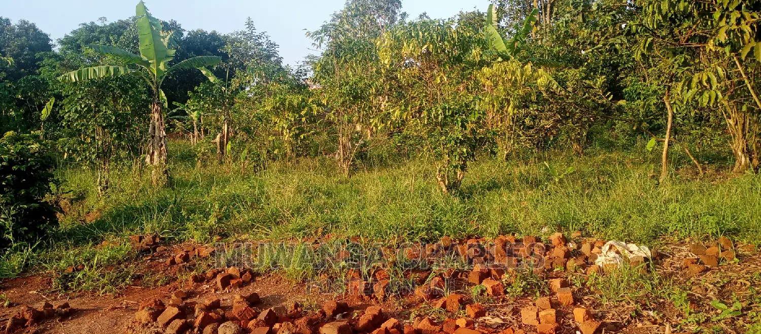 Plots Is Available for Sale in Busika