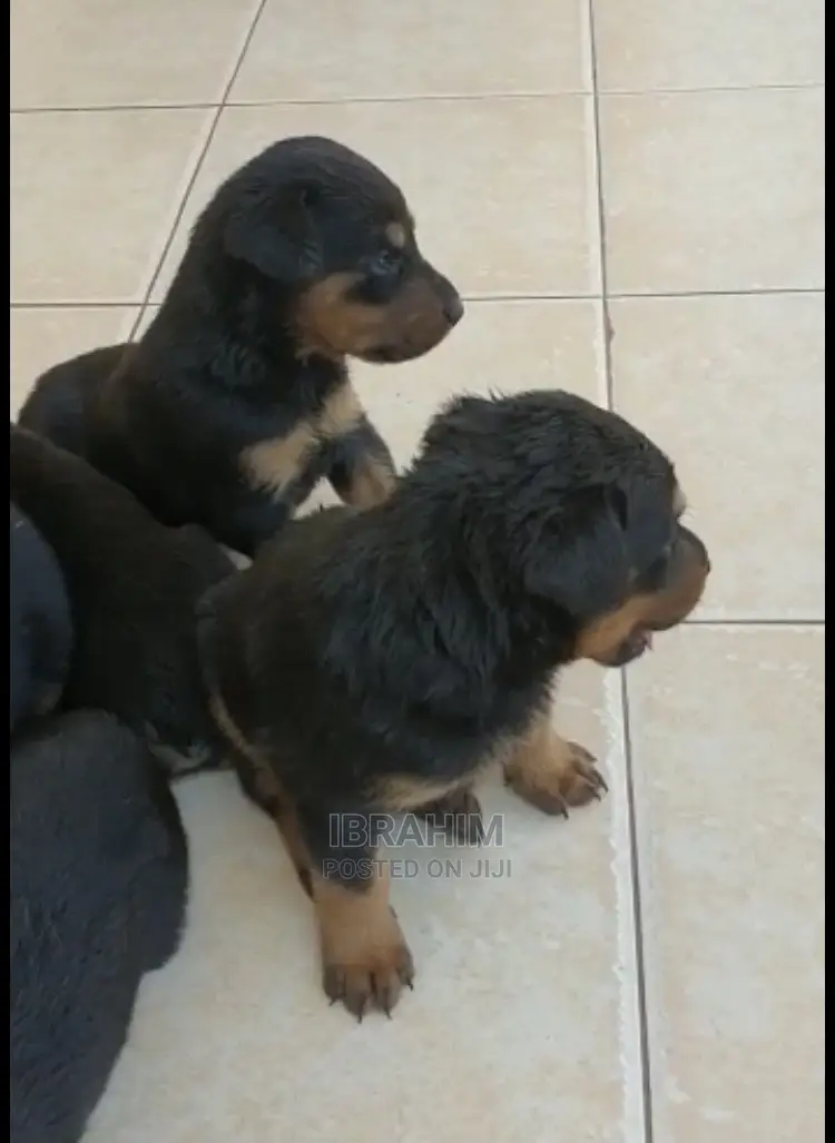 1-3 Months Male Purebred Doberman Pinscher