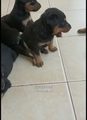 1-3 Months Male Purebred Doberman Pinscher