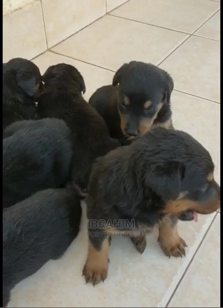 1-3 Months Male Purebred Doberman Pinscher