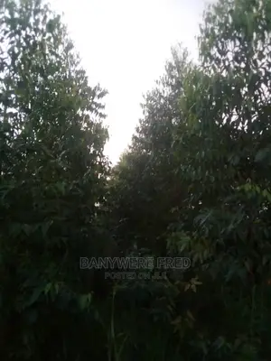 Farmland With Caliptus Trees 52acres on Sale