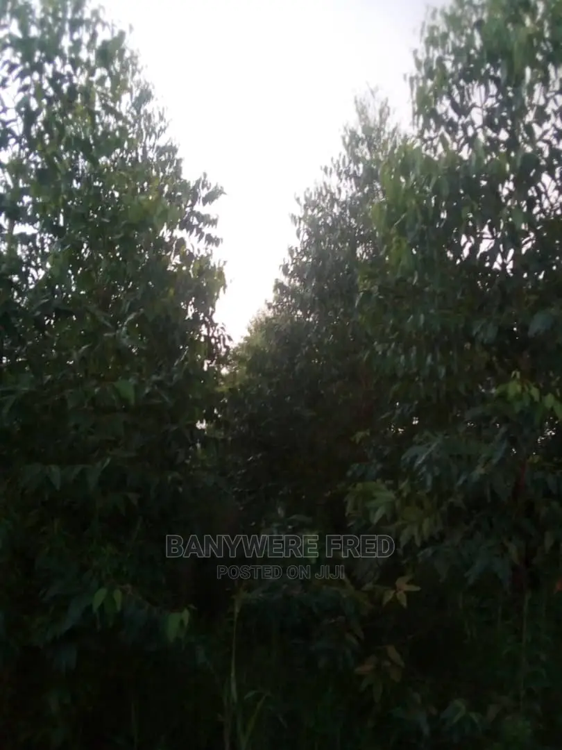 Farmland With Caliptus Trees 52acres on Sale