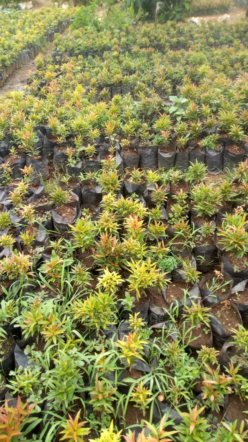 All Plant Types,All Flower Types,Compound Designing.