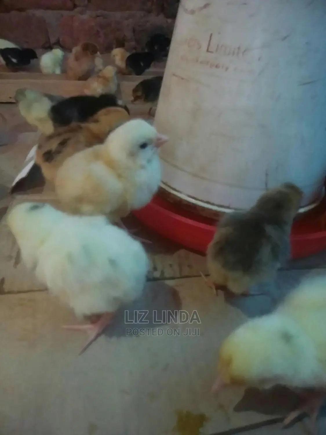 Good Chicks of One Day.