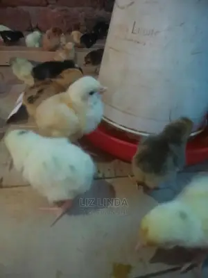 Good Chicks of One Day.