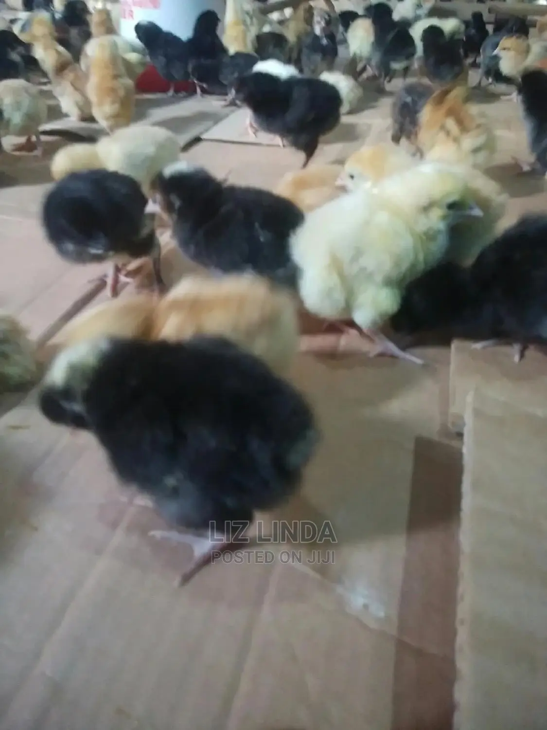 Good Chicks of One Day.
