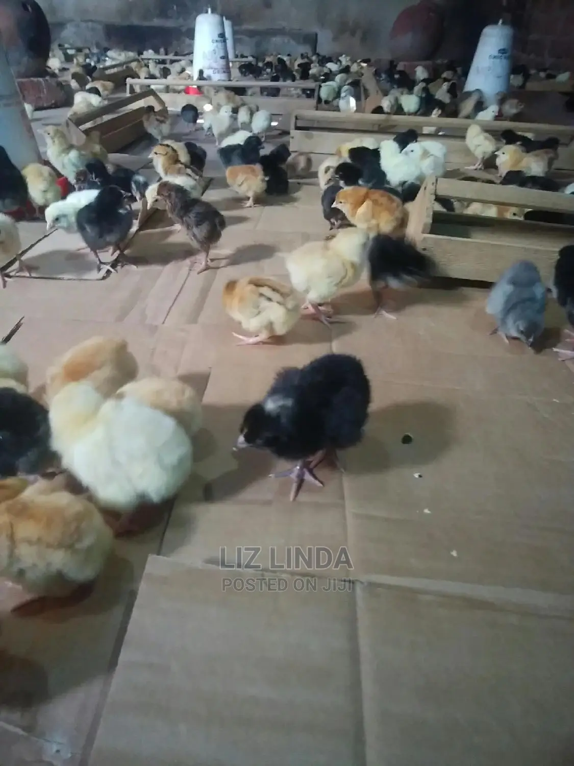 Good Chicks of One Day.