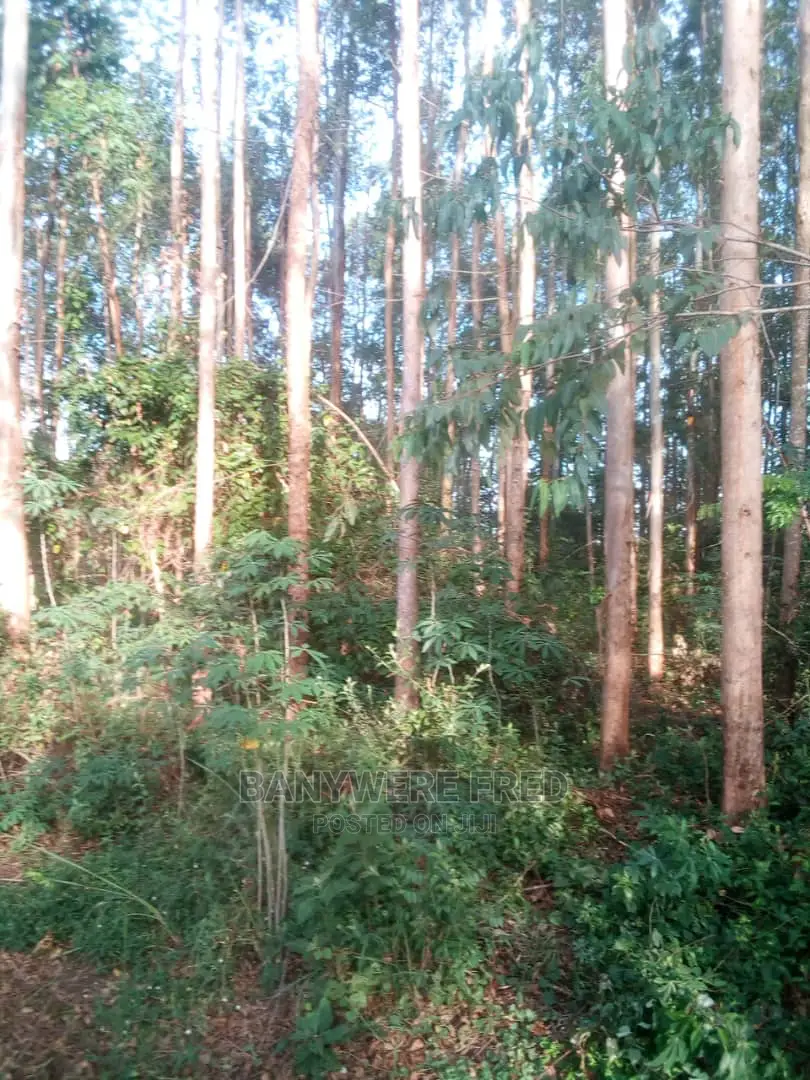 40acres Of Farmland With Culiptus On Sale