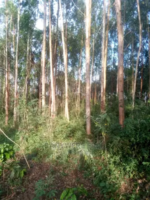 40acres Of Farmland With Culiptus On Sale
