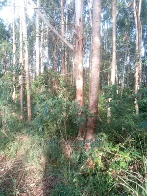 40acres Of Farmland With Culiptus On Sale