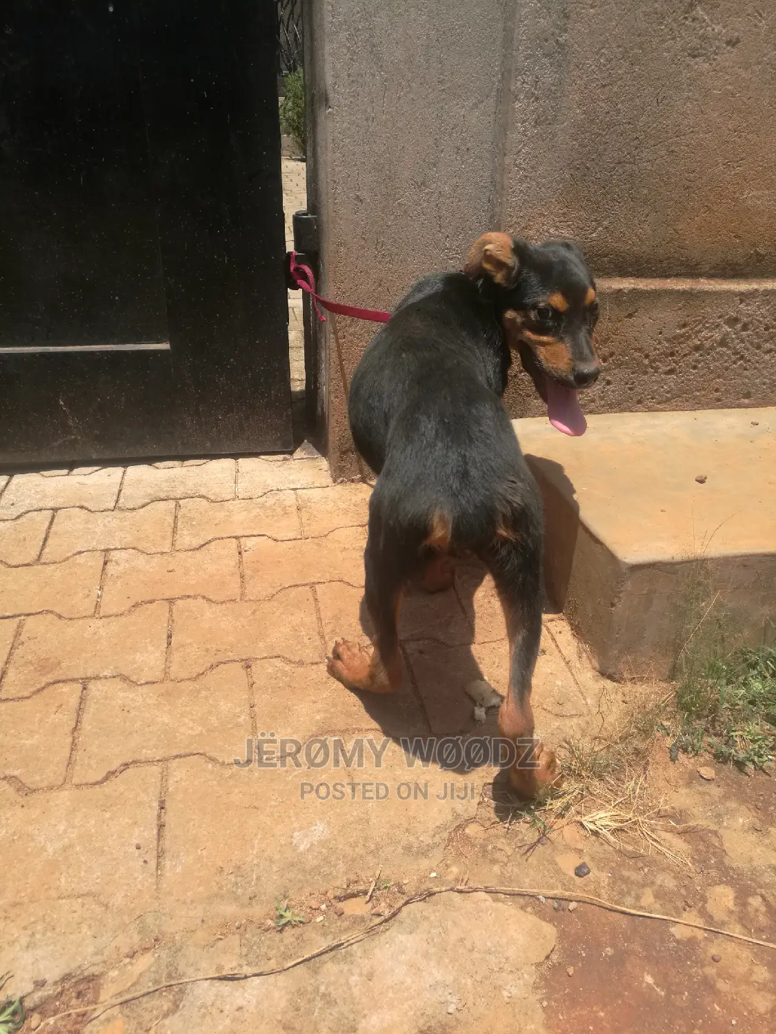 3-6 Month Male Mixed Breed Doberman Pinscher