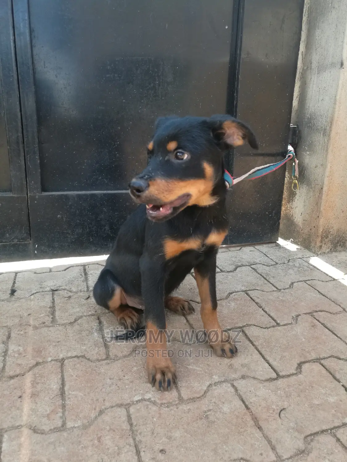 3-6 Month Male Mixed Breed Doberman Pinscher