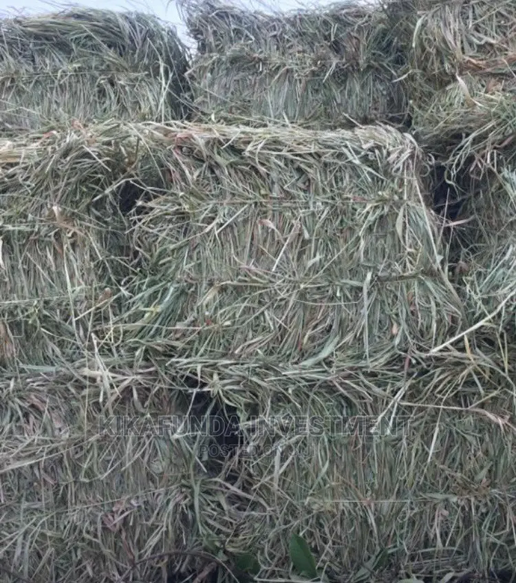 Animal Hay