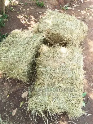 Animal Hay
