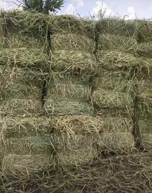 Animal Hay