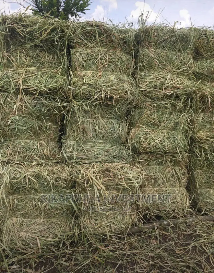 Animal Hay