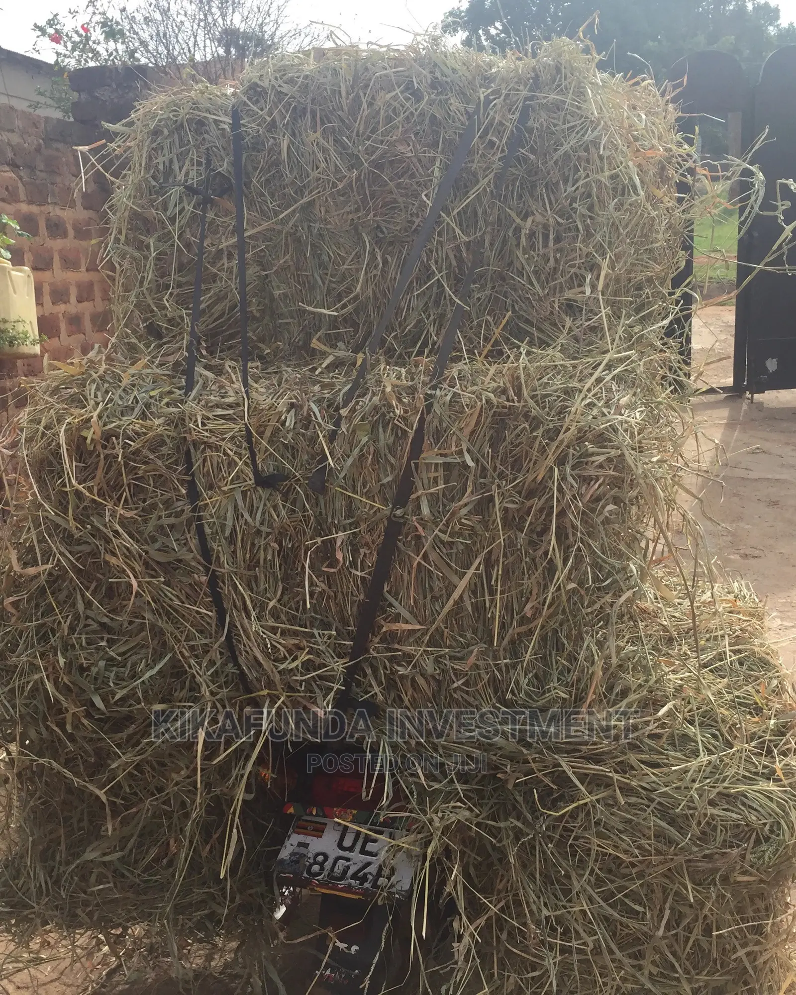 Animal Hay