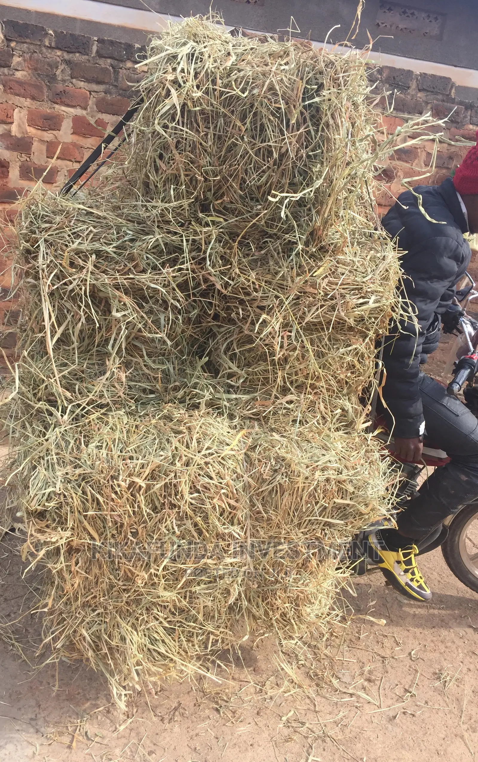 Animal Hay
