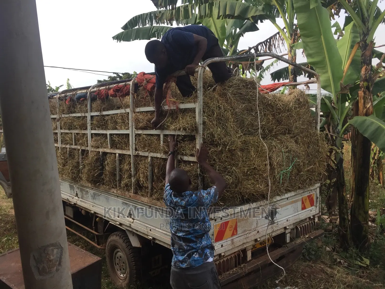 Animal Hay