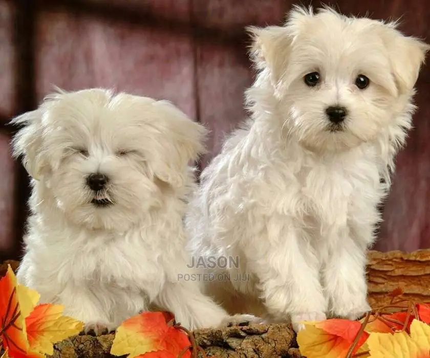 Maltese White Cute Puppies