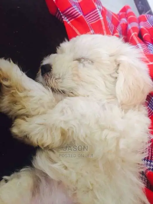 Maltese White Cute Puppies