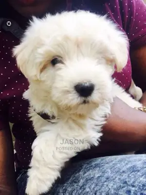 Maltese White Cute Puppies