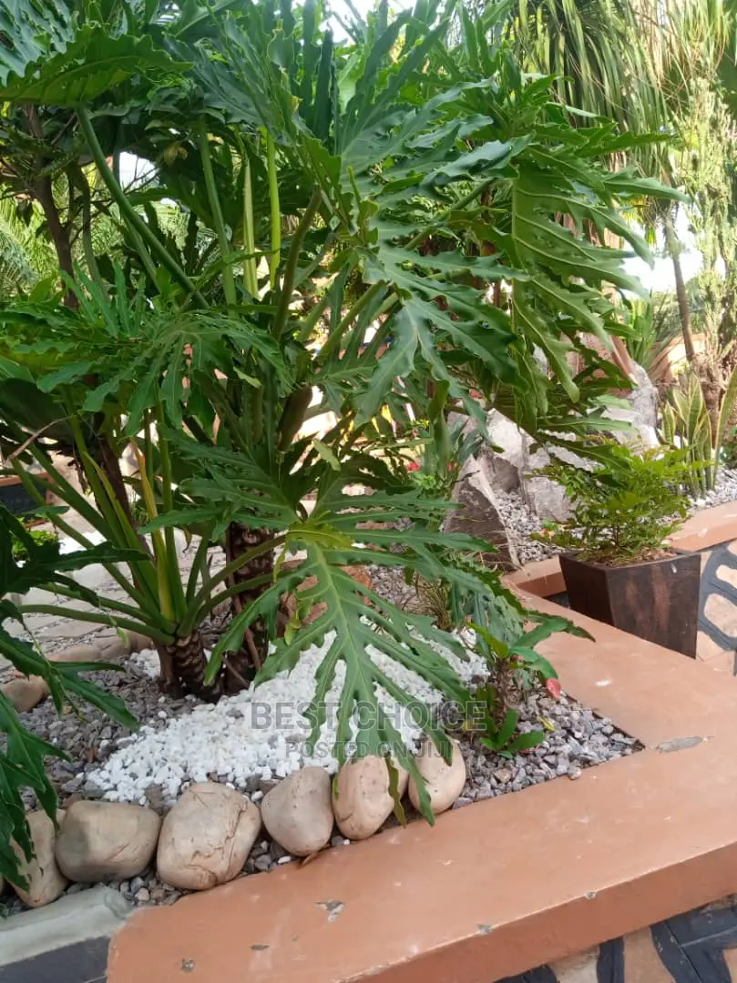 Classic Compound Designing Designs/The Best Land Scarping