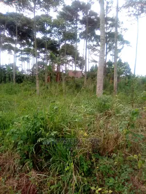 50/100 Plot for Sale in Nakasaja