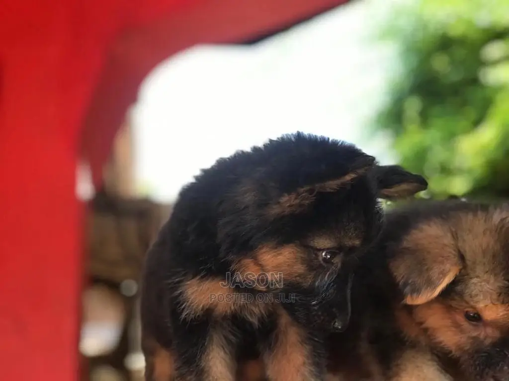 1-3 month Male Purebred German Shepherd