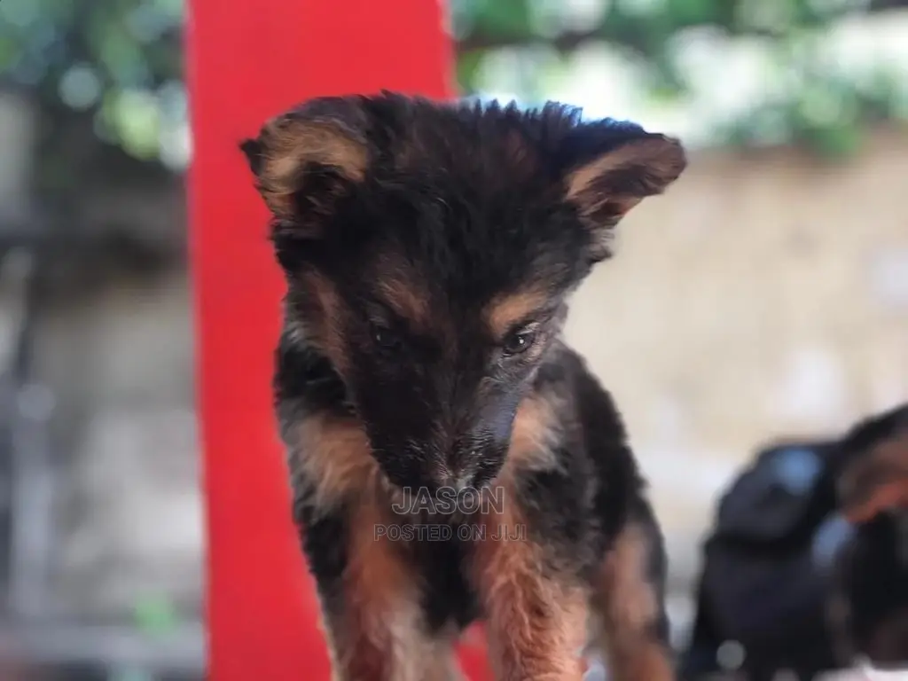 1-3 month Male Purebred German Shepherd