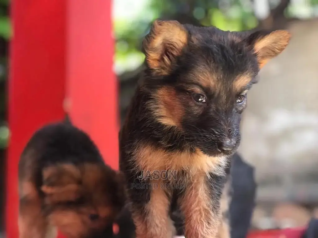 1-3 month Male Purebred German Shepherd