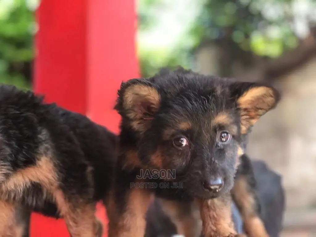 1-3 month Male Purebred German Shepherd