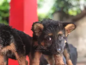 1-3 month Male Purebred German Shepherd
