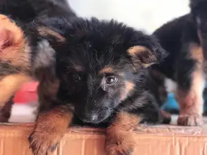 1-3 month Male Purebred German Shepherd