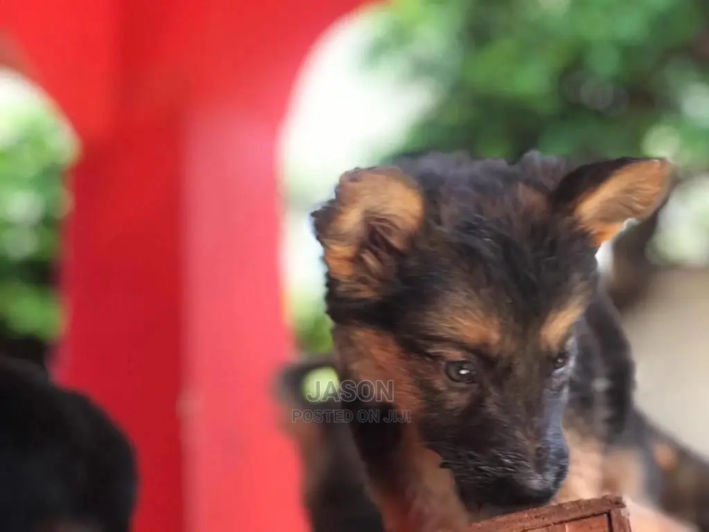 1-3 month Male Purebred German Shepherd