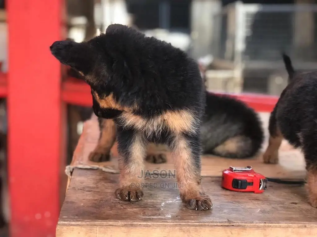 1-3 month Male Purebred German Shepherd