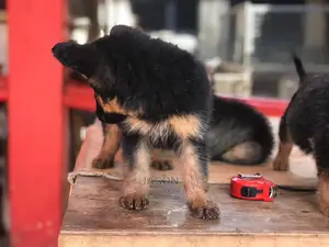 1-3 month Male Purebred German Shepherd