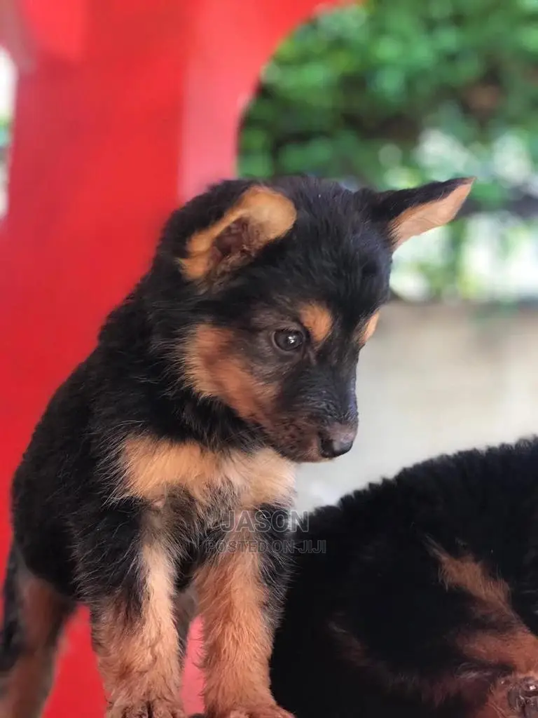 1-3 month Male Purebred German Shepherd