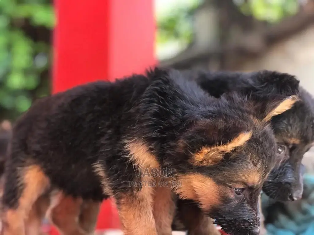 1-3 month Male Purebred German Shepherd