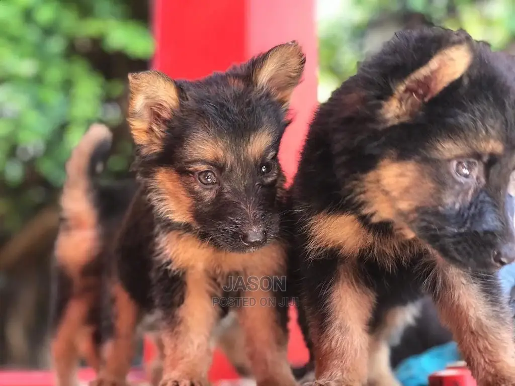 1-3 month Male Purebred German Shepherd
